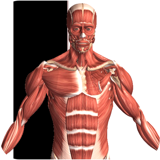 Visual Anatomy 2 (Premium Unlocked)
